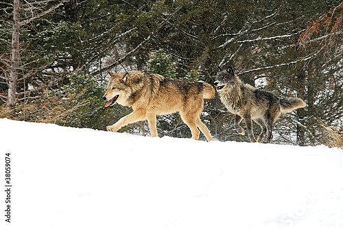 Два волка, бегущих по зимнему лесу