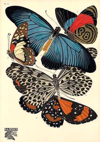 Papillons by E. A. Seguy №3
