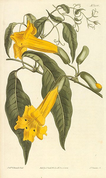 Bignonia Uncata. Hooked-Tendrilled Trumpet-Flower