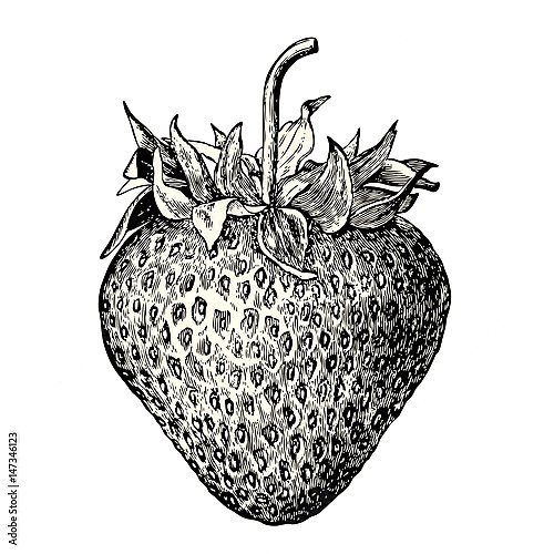 Ретро иллюстрация свежей клубники