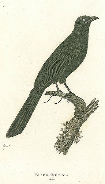 Black Coucal, male 1