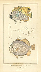 Постер Chaetodon setifer, Ephippus orbis, Head of the Ephippus longirostris