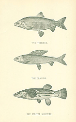 Постер The Tullibee, The Grayling, The Striped Killfish 2