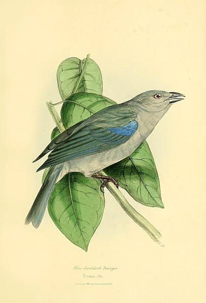 Blue-shouldered Tanager