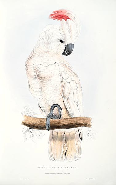 Parrots by E.Lear  #39