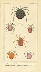 Постер Arachnides №1