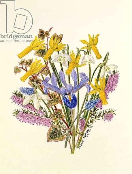 Snowdrop, Narcissus Cyclamineus, Iris Reticulata and Grape Hyacinth