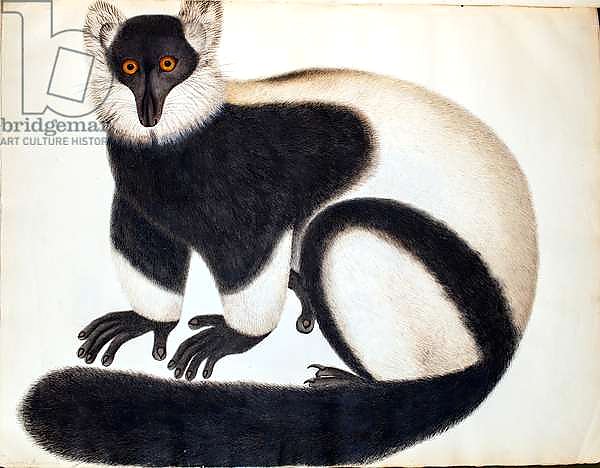 Black and white ruffed lemur, from the 'Animals in the Reeves Collection', drawings from China, c.1829-31