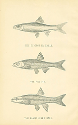 Постер The Gudgeon or Smelt, The Red-fin, The Black-nosed Dace 1