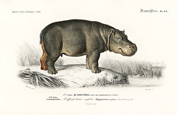 Бегемот (Hippopotame Amphibie) 