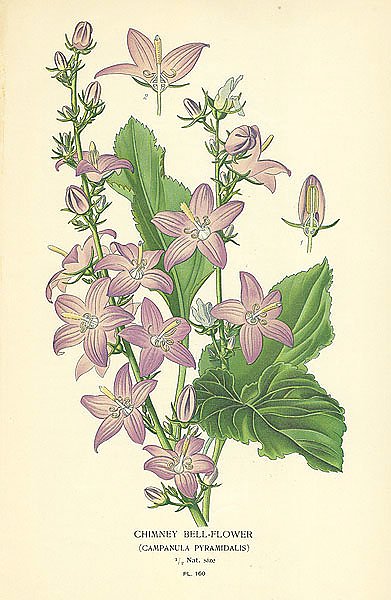Chimney Bell-flower (Campanula Pyramidalis)