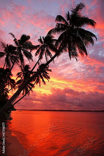 Силуэт пальмовых деревьев на пляже на закате, острова Офу, Тонга