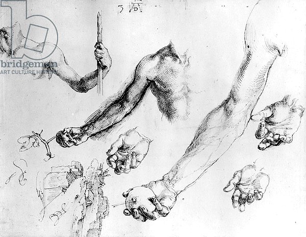 Studies for the arm of Adam, 1504