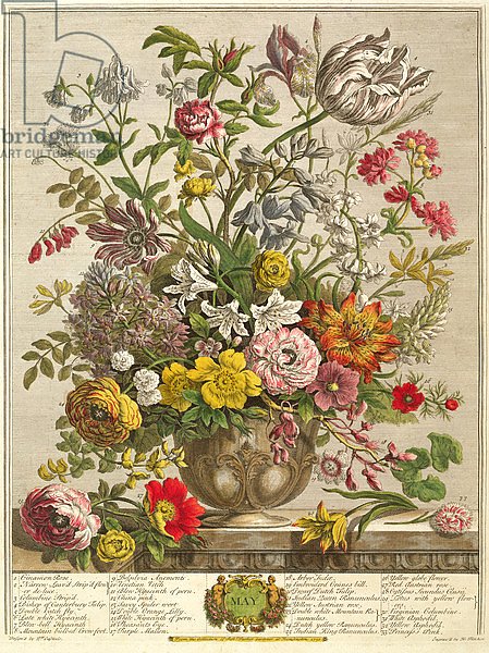 May, from 'Twelve Months of Flowers' by Robert Furber engraved by Henry Fletcher