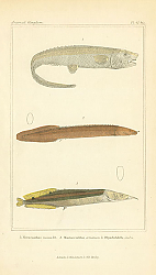 Постер Notacanthus nasus, Mastacemblus armatus, Rhynchobdella oral