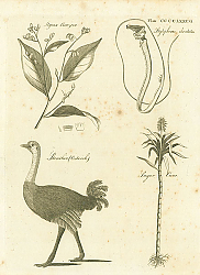 Постер Styrax Benzoin, Stylephorus Chordatus, Struthio (Ostrich), Sugar Cane