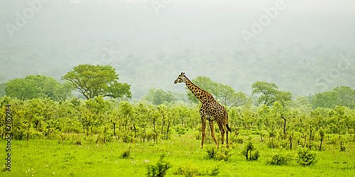 Жираф на зеленой равнине