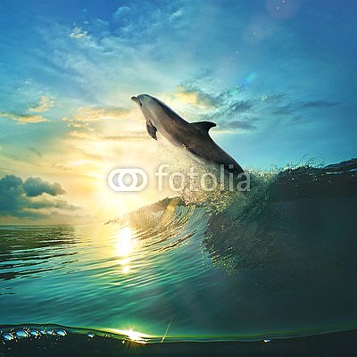 Дельфин и рассвет в океане