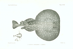 Постер Torpedo Marmorata, Embryo 1