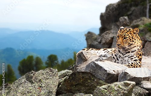Постер Леопард на скале