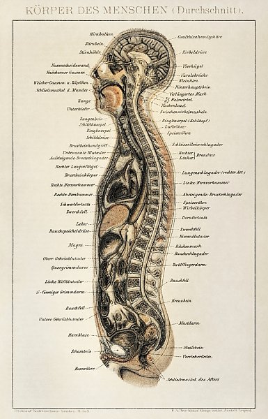 Korpers Des Menschen (1898), античная литография анатомической карты человеческого тела, демонстрирующая его внутреннюю систему
