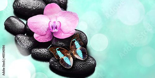 Бабочка и цветок орхидеи на камнях