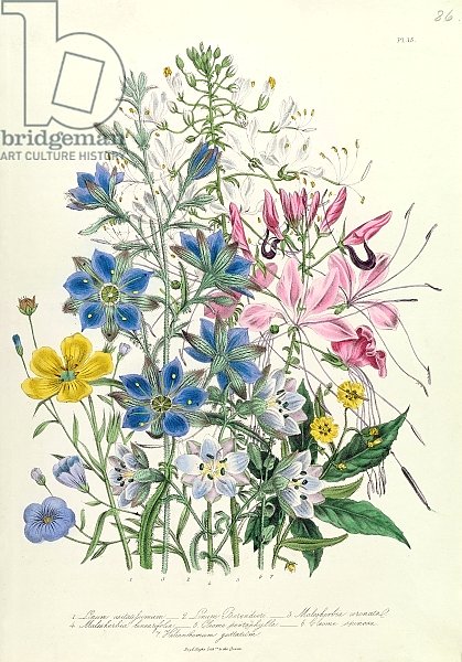 Cornflower, plate 15 from 'The Ladies' Flower Garden', published 1842