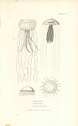 Постер Pelagia panopyra, Cyanaea Labiche, Equorea cyanogramma 1