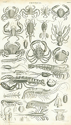Постер Crustacea