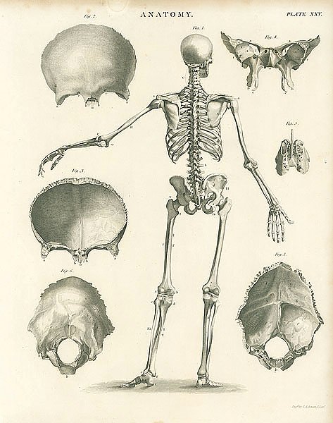 Анатомия I