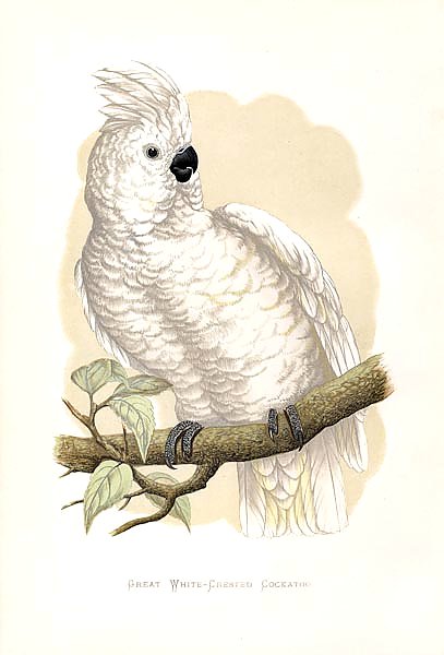Great White-Crested Cockatoo