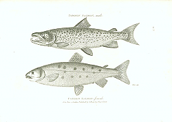 Постер Common Salmon, male. Common Salmon, female