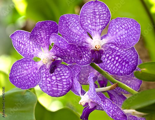 Орхидеи 21