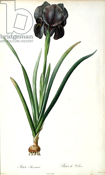 Iris Luxiana, from `Les Liliacees', 1805