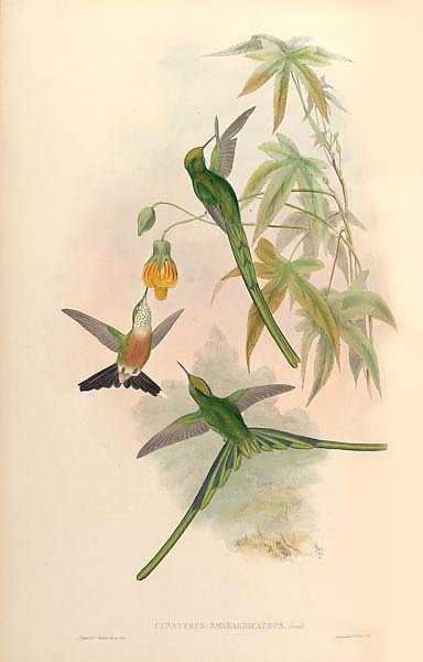 Cynanthus Smaragdicaudus