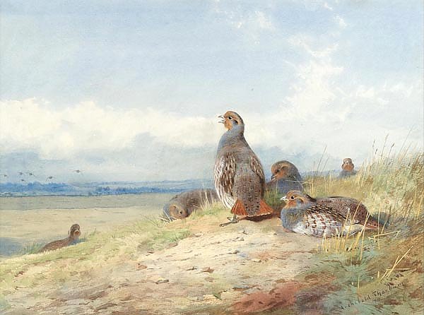 Red partridges