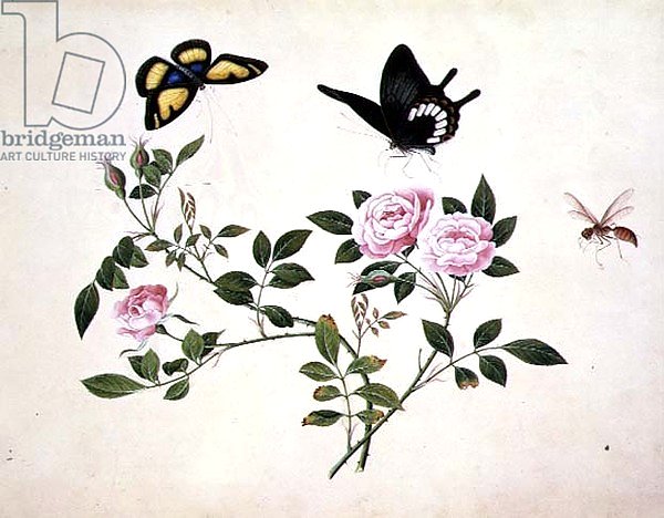 PD.273-1973 Roses in Bud and Bloom with Butterflies and Insects