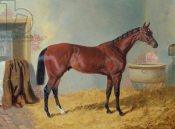 Mr S. Wrather's 'Nutwith' in a stable