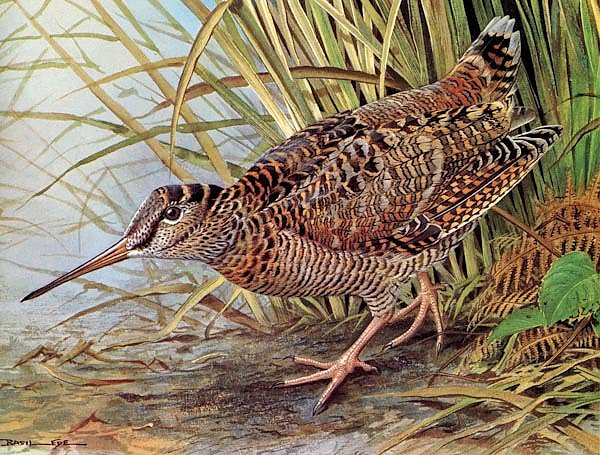British Birds - Woodcock