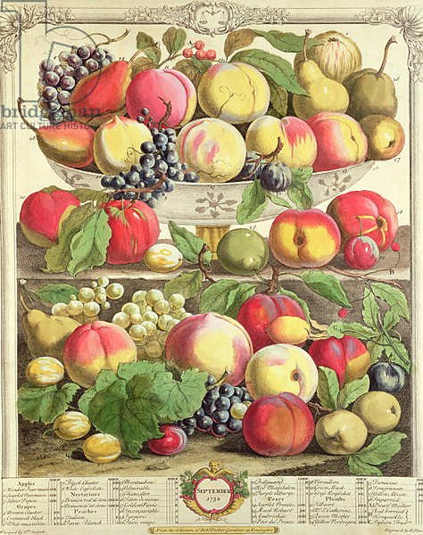 September, from 'Twelve Months of Fruits', by Robert Furber engraved by Henry Fletcher, 1732
