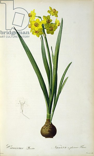 Narcissus Lazetta, from `'Plantae Selectae' by Christoph Jakob Trew, published 175-53