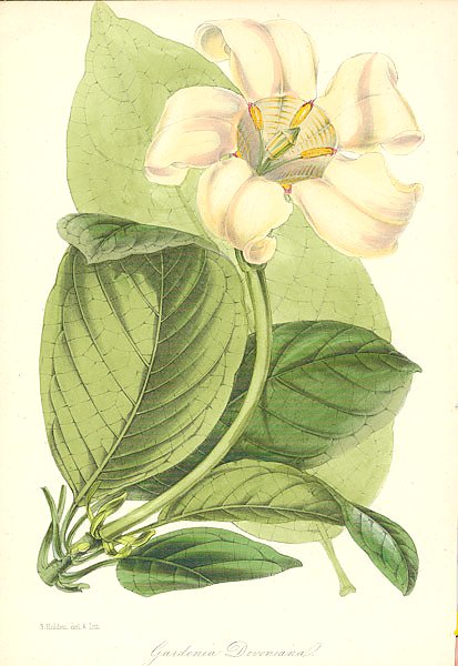 Gardenia Devoniana