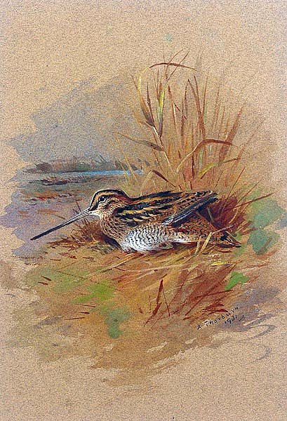 A snipe sheltering