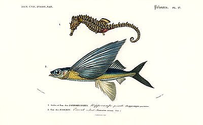 Морской конек (Hippocampus Erectus) и тропическая двухкрылая летучая рыба (Exocoetus Volitans)