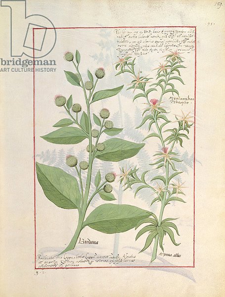 Ms Fr. Fv VI #1 fol.159r Illustration from the 'Book of Simple Medicines'
