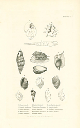Постер Eburna spirata, Ricinula arachnoides, Terebra muscaria, Mitra vulpecula, Harpa ventricosa 1