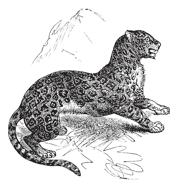 Jaguar or Panthera onca vintage engraving