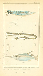 Постер Eistularia tabacaria, Centrisens scolax, Amphisile scutatus