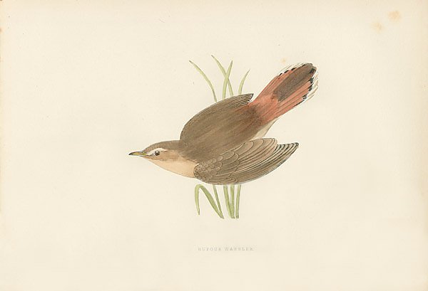 Постер Rufous Warbler