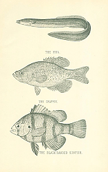 Постер The Eel, The Crappie, The Black-Banded Sunfish 1